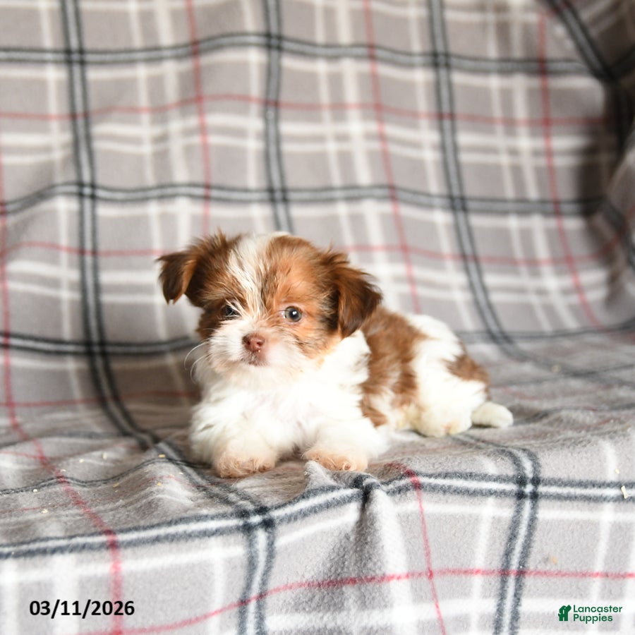 Shorkie dogs Lady - Ad 2