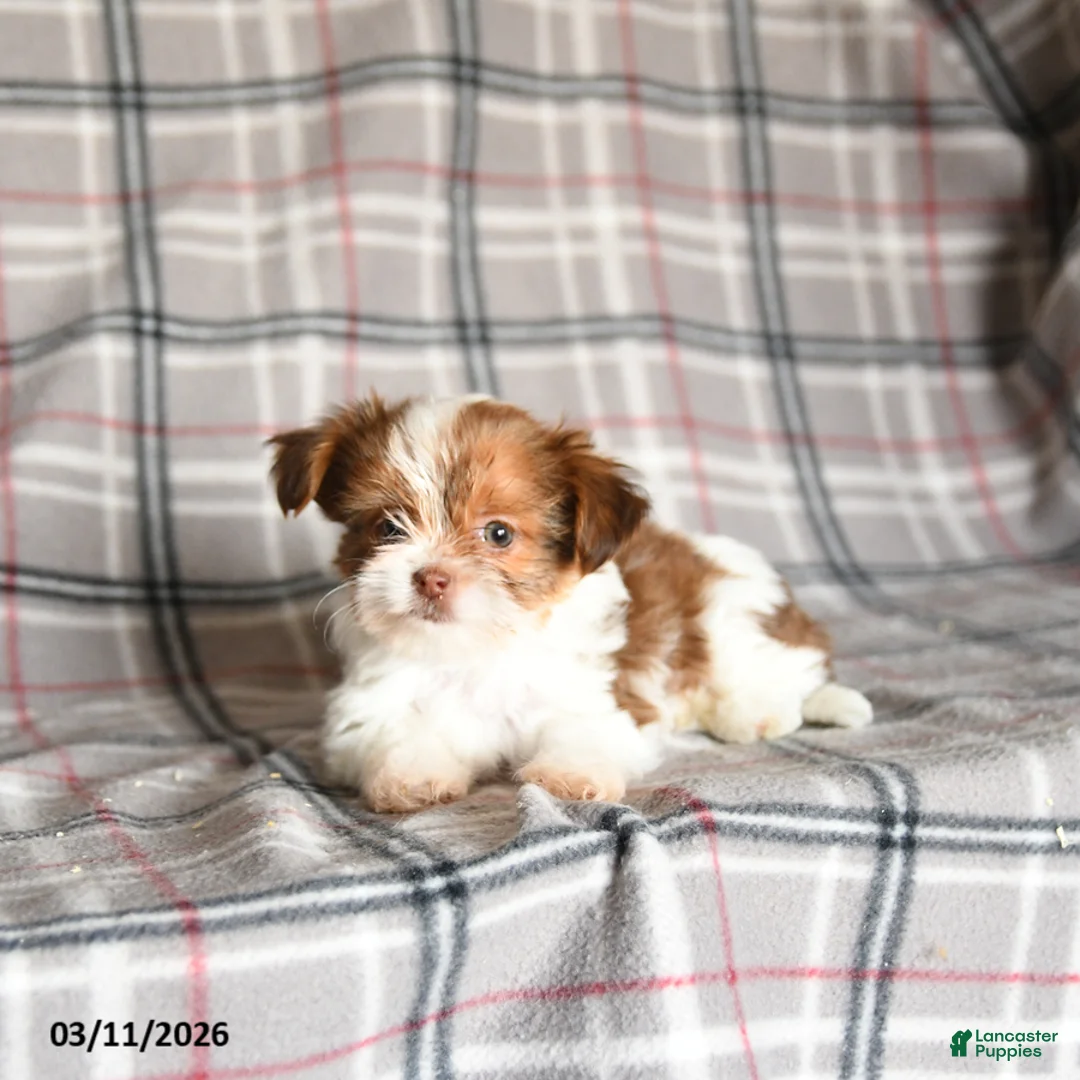 Shorkie dogs for sale: Lady - Ad 2