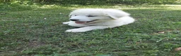 Great Pyrenees dogs for sale: Rosalee - Ad 7