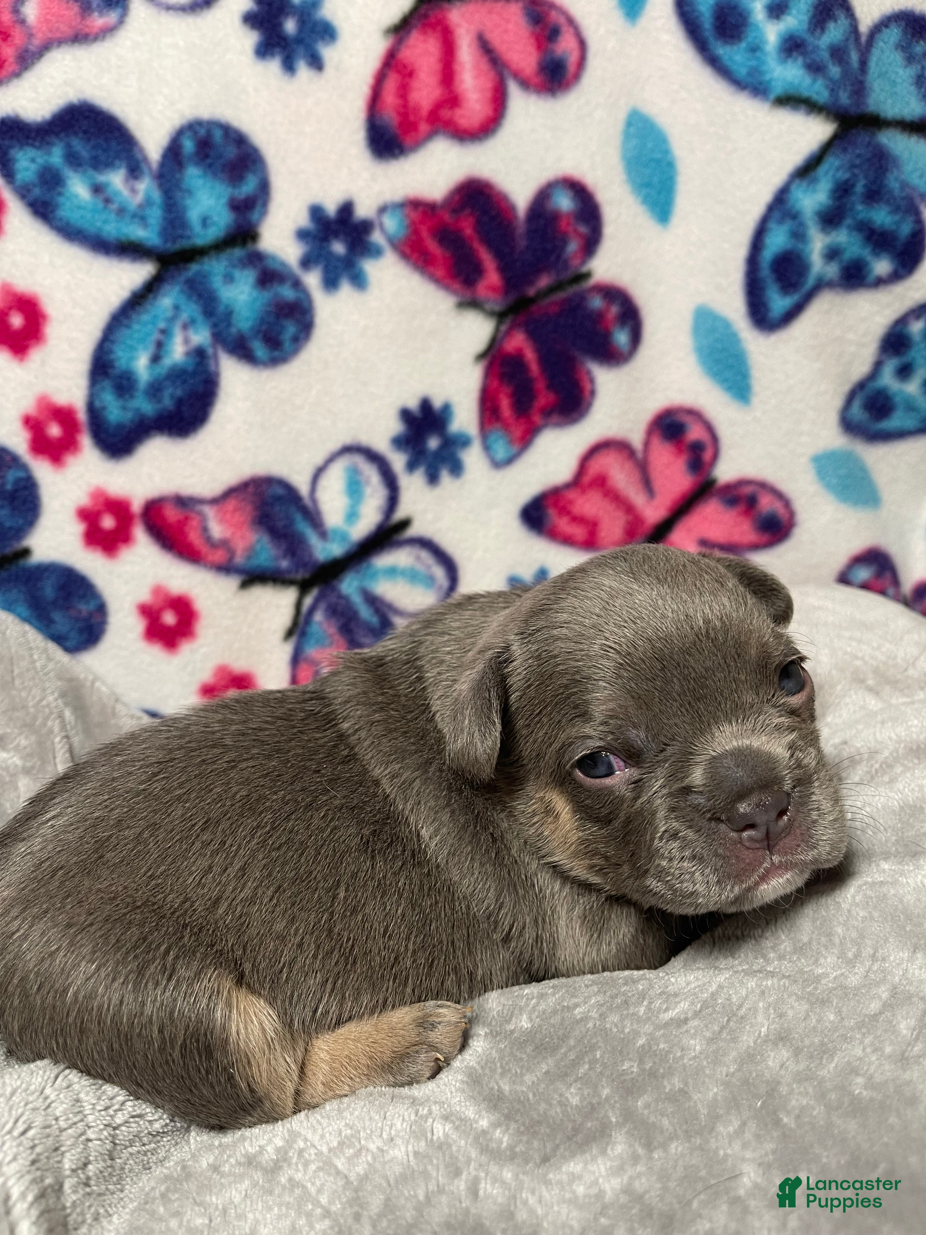French Bulldog dogs Sadie  - Ad 41