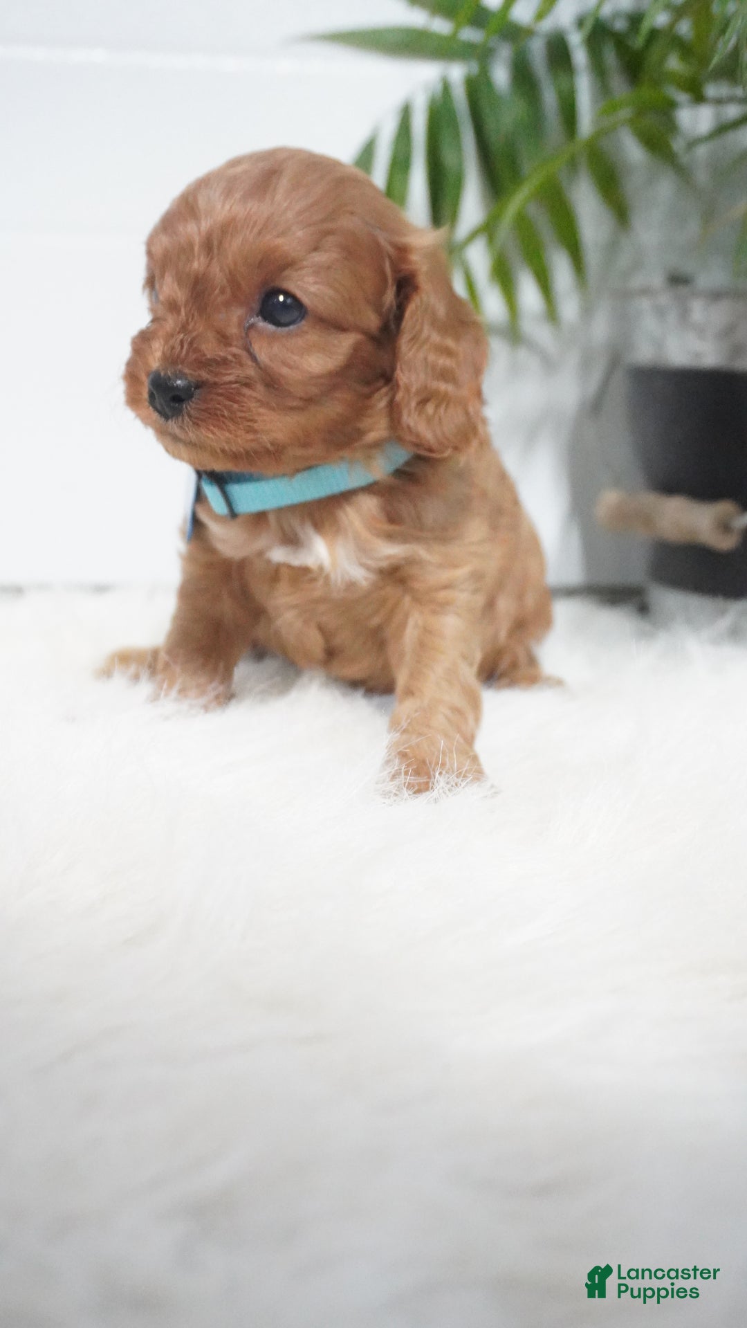 Cavapoo dogs for sale: Brody - Ad 3