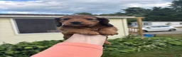 Miniature Dachshund dogs for sale: Dahmer - Ad 6