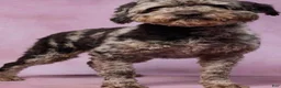 Mini Aussiedoodle dogs for sale: Ali   - Ad 6