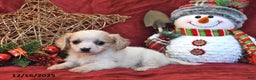 Cavachon dogs for sale: Pedro - Ad 4