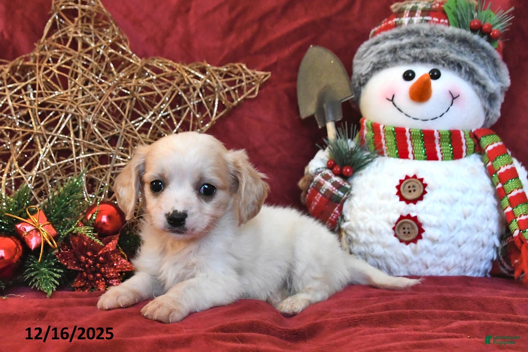 Cavachon dogs for sale: Pedro - Ad 4