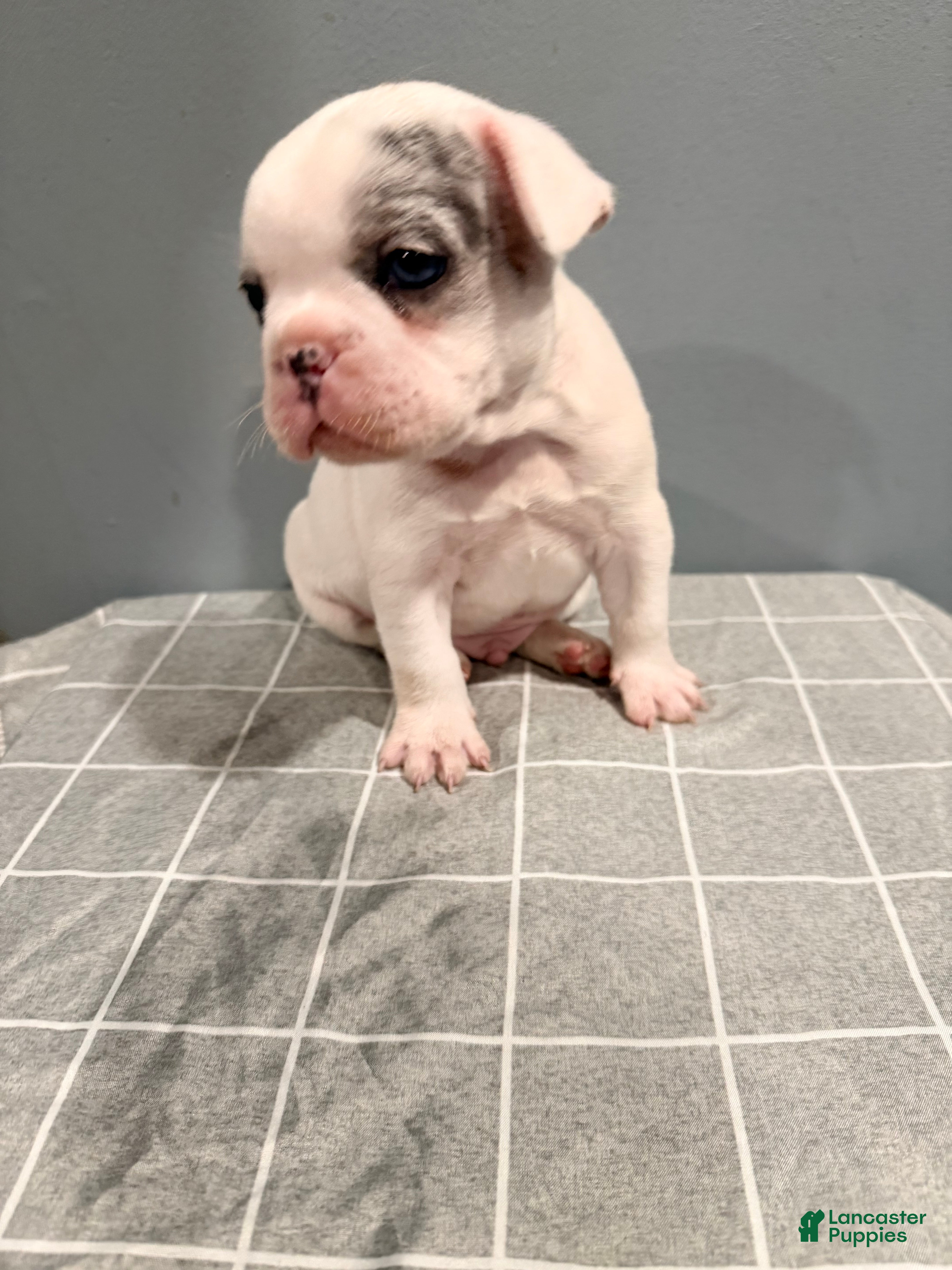 French Bulldog dogs Silvers Raleigh - Ad 1
