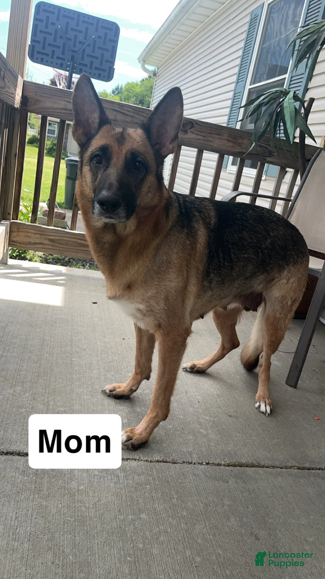 German Shepherd dogs for sale: German Shepherd 3 - Ad 3
