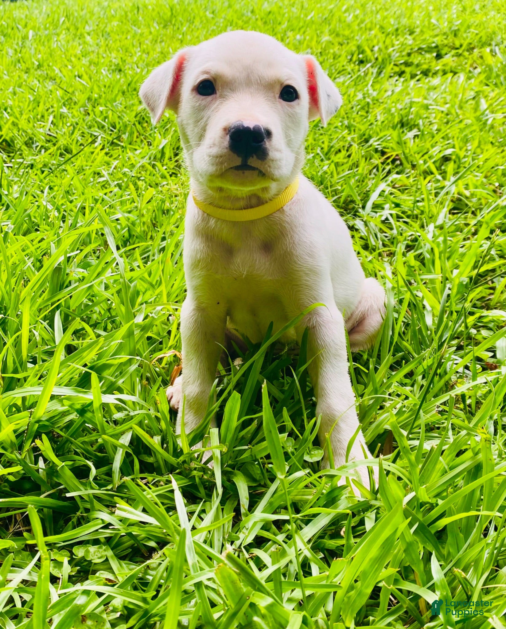 American Pit Bull Terrier dogs American Pit Bull Terrier 1 - Ad 8