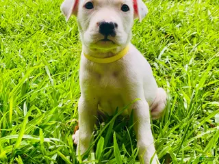 American Pit Bull Terrier dogs American Pit Bull Terrier 1 - Ad 8