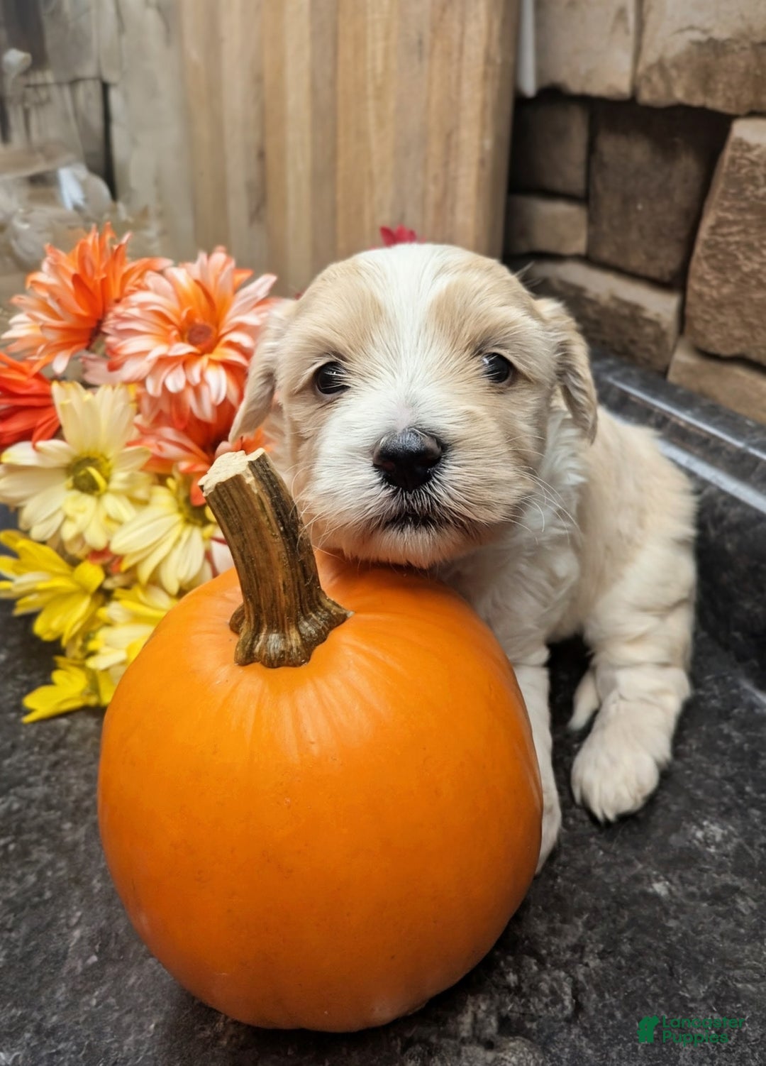 Mixed Breed dogs for sale: Rocket - Ad 19