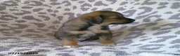 Miniature Australian Shepherd dogs for sale: Lila - Ad 4