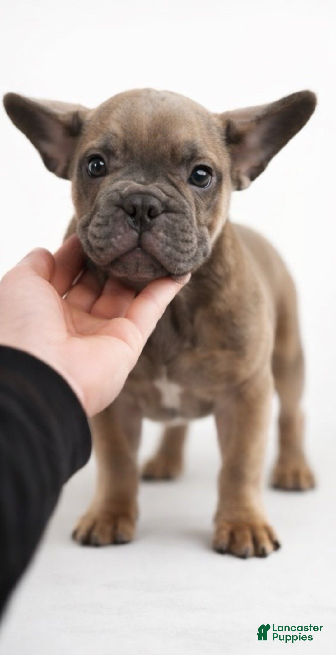 French Bulldog dogs for sale: French Bulldog Puppy 1 - Ad 1