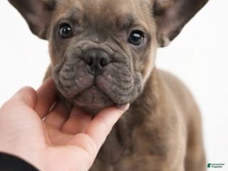 French Bulldog dogs French Bulldog Puppy 1 - Ad 6