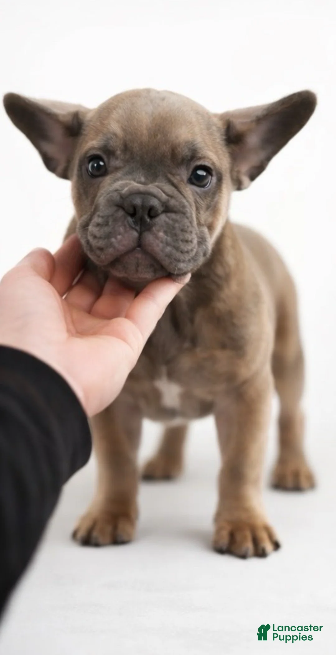 French Bulldog dogs for sale: French Bulldog Puppy 1 - Ad 1