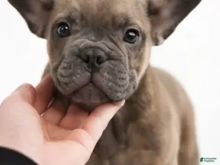 French Bulldog dogs French Bulldog Puppy 1 - Ad 10