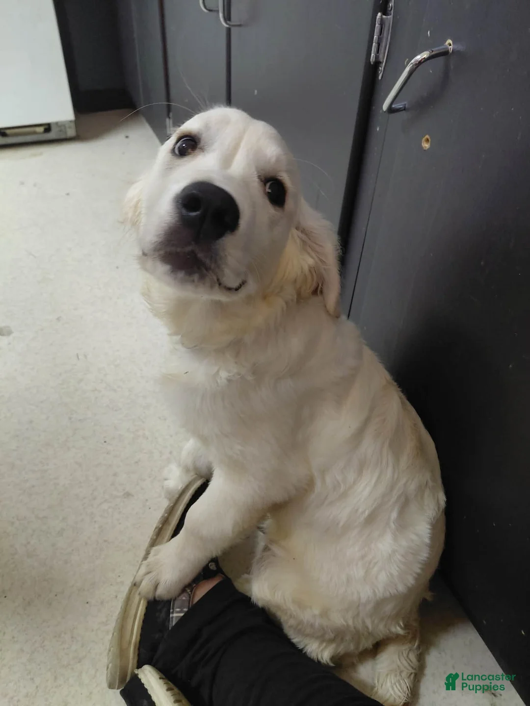 Golden Retriever dogs for sale: Golden Retriever Puppy 1 - Ad 5