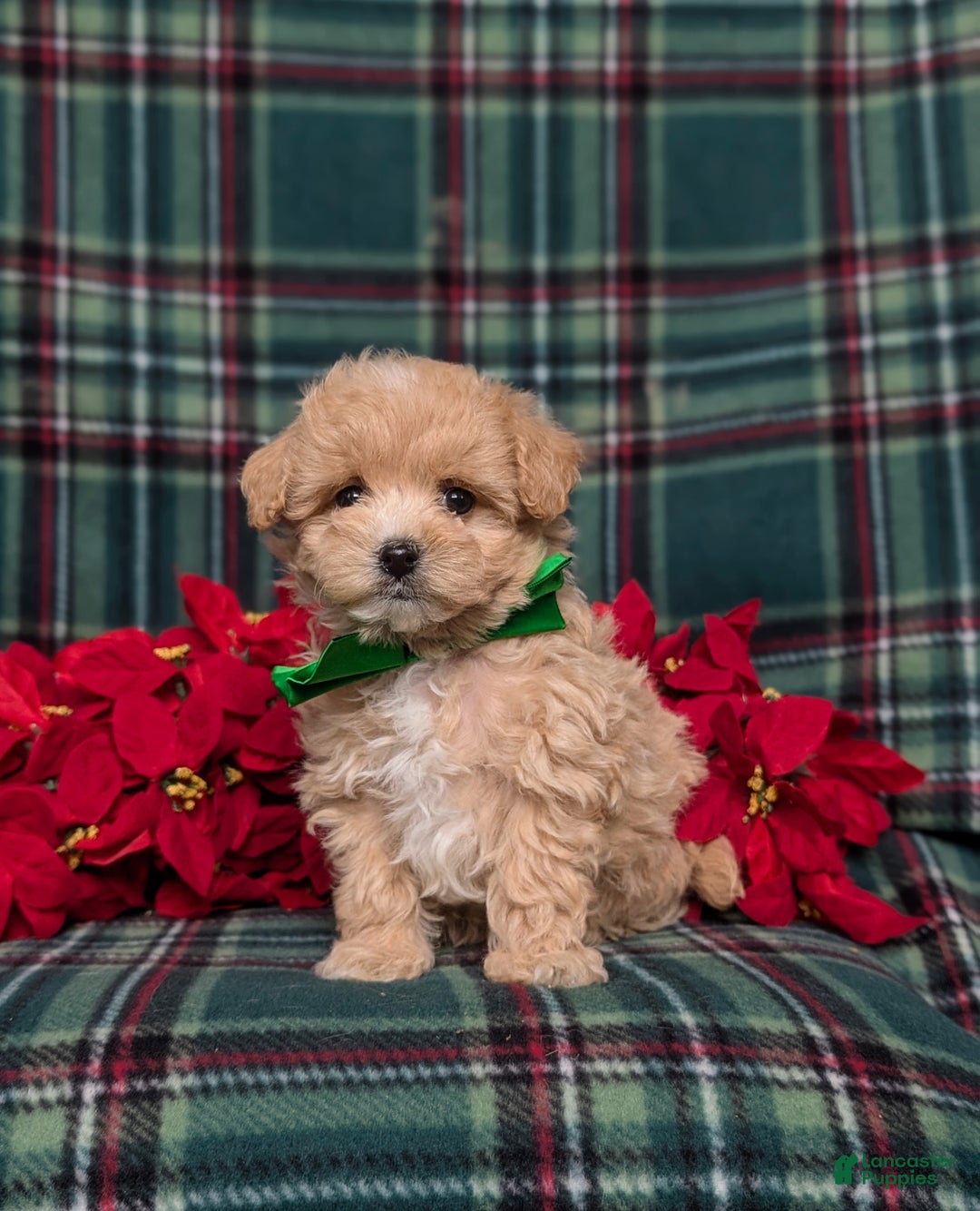 Maltipoo dogs for sale: Zeke 8 lbs Full Grown - Ad 5