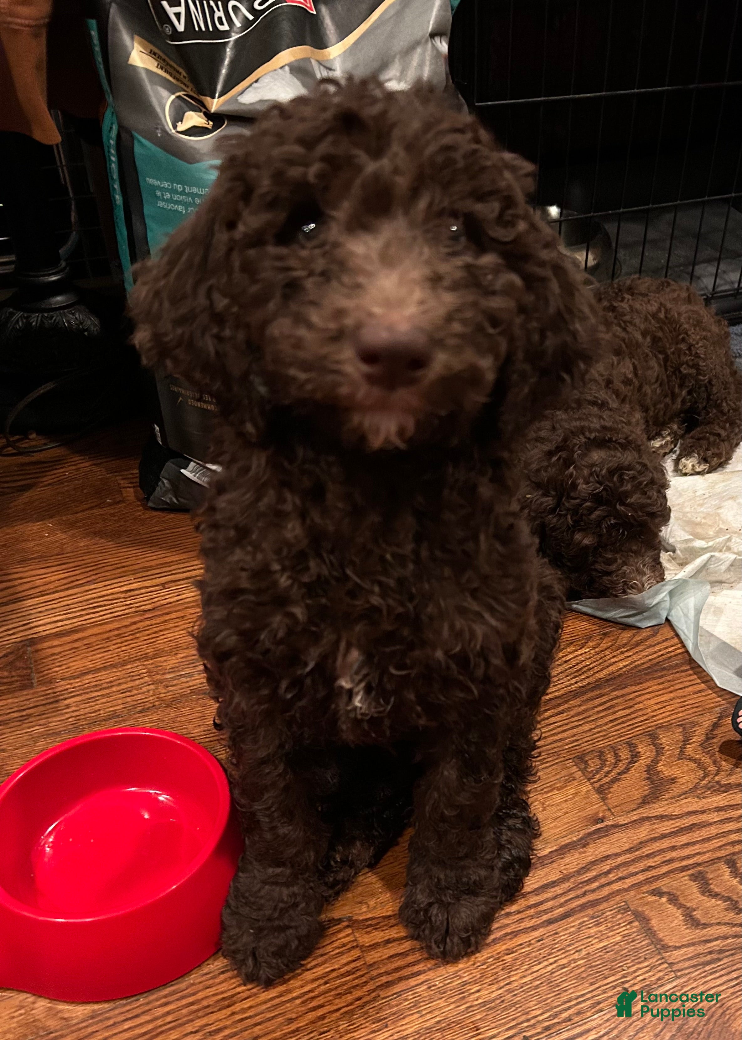 Goldendoodle dogs for sale: Mr Moose - Ad 22