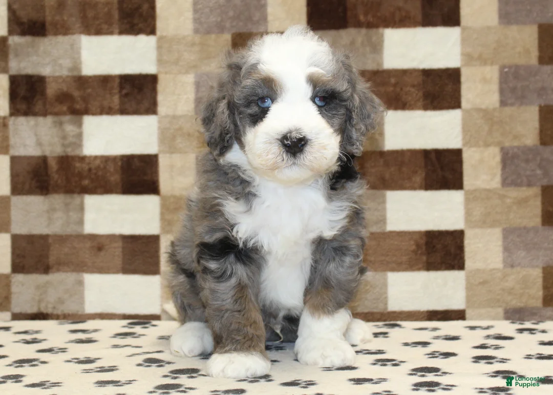 Mini Bernedoodle dogs for sale: Dawn - Ad 13