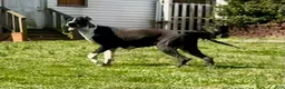 Great Dane dogs for sale: Harlequin with Merle Markings - Ad 8