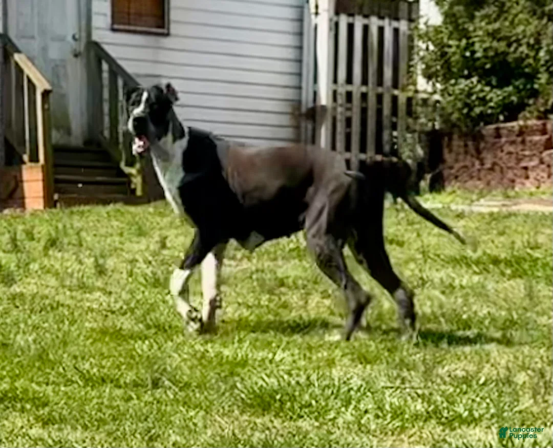 Great Dane dogs for sale: Harlequin with Merle Markings - Ad 8