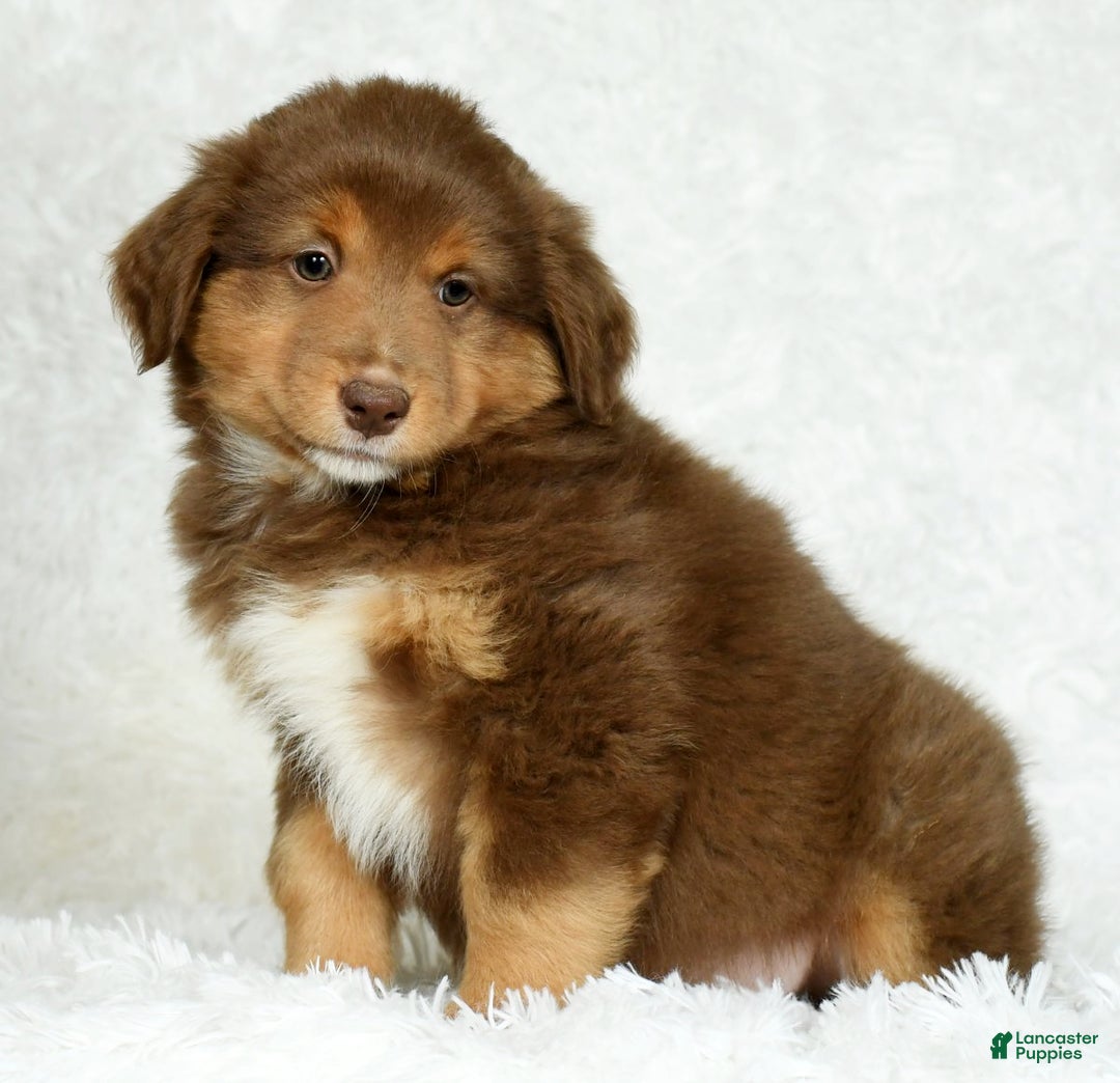 Australian Shepherd dogs for sale: Max - Ad 1