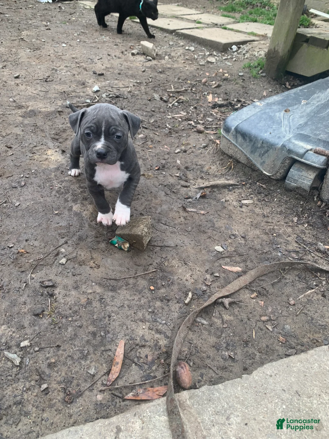 American Pit Bull Terrier dogs for sale: Athena - Ad 1