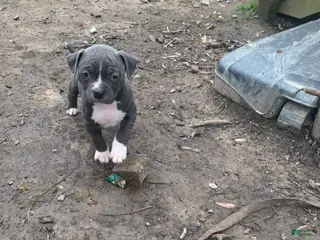 American Pit Bull Terrier dogs Athena - Ad 22