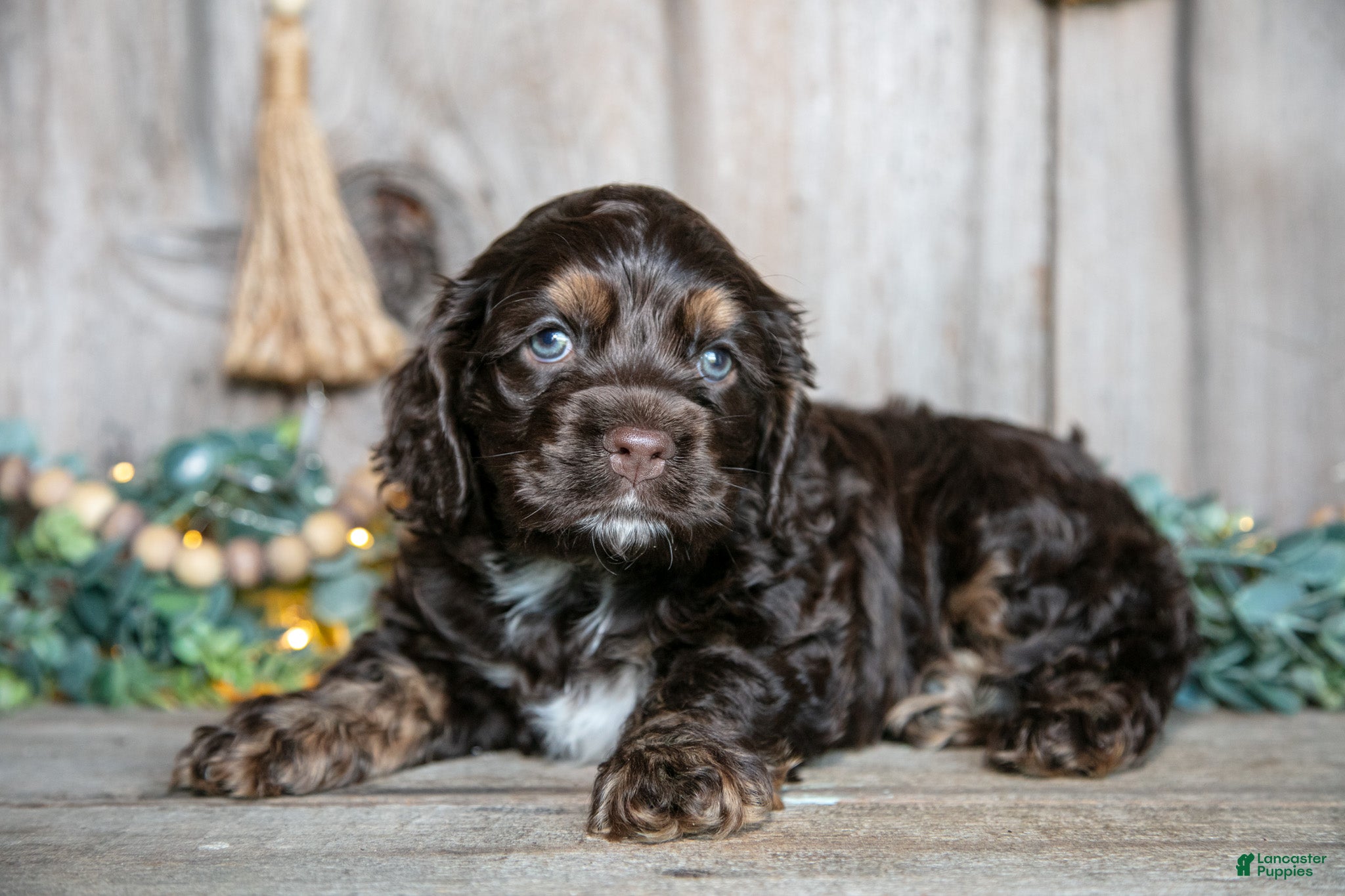 Cocker Spaniel dogs Cash - Ad 1