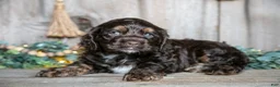 Cocker Spaniel dogs for sale: Cash - Ad 1