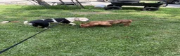 American Bully dogs for sale: American Bully 4 - Ad 7