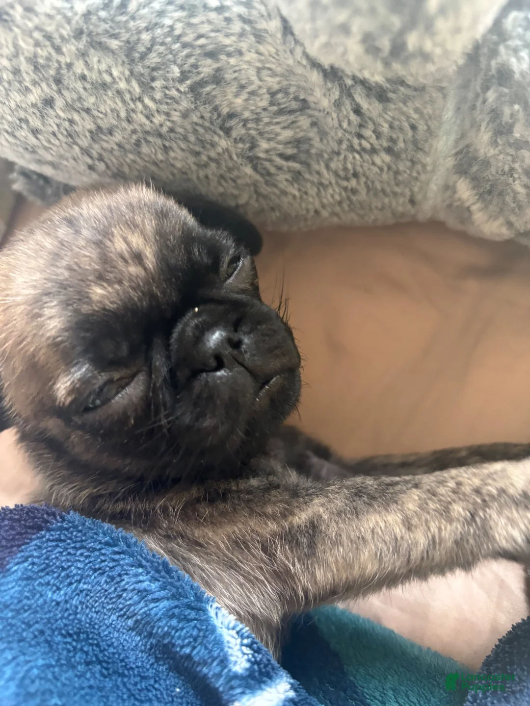 Pug dogs for sale: Brindle pug - Ad 10