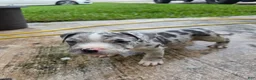 American Bully dogs for sale: American Bully 8 - Ad 2