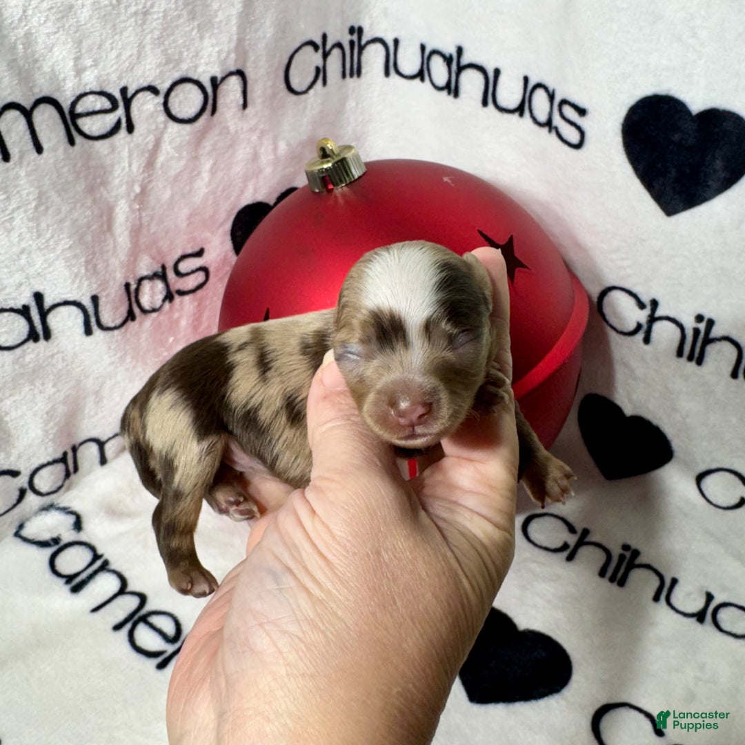 Chihuahua dogs for sale: Super Tiny Phoenix LC - Ad 1