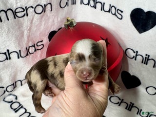 Chihuahua dogs Super Tiny Phoenix LC - Ad 10