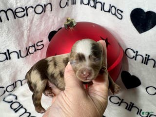 Chihuahua dogs Super Tiny Phoenix LC - Ad 13