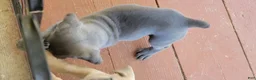 Cane Corso dogs for sale: Cane Corso 1 - Ad 4