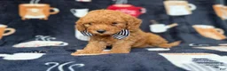 Cavapoo dogs for sale: Lance - Ad 5