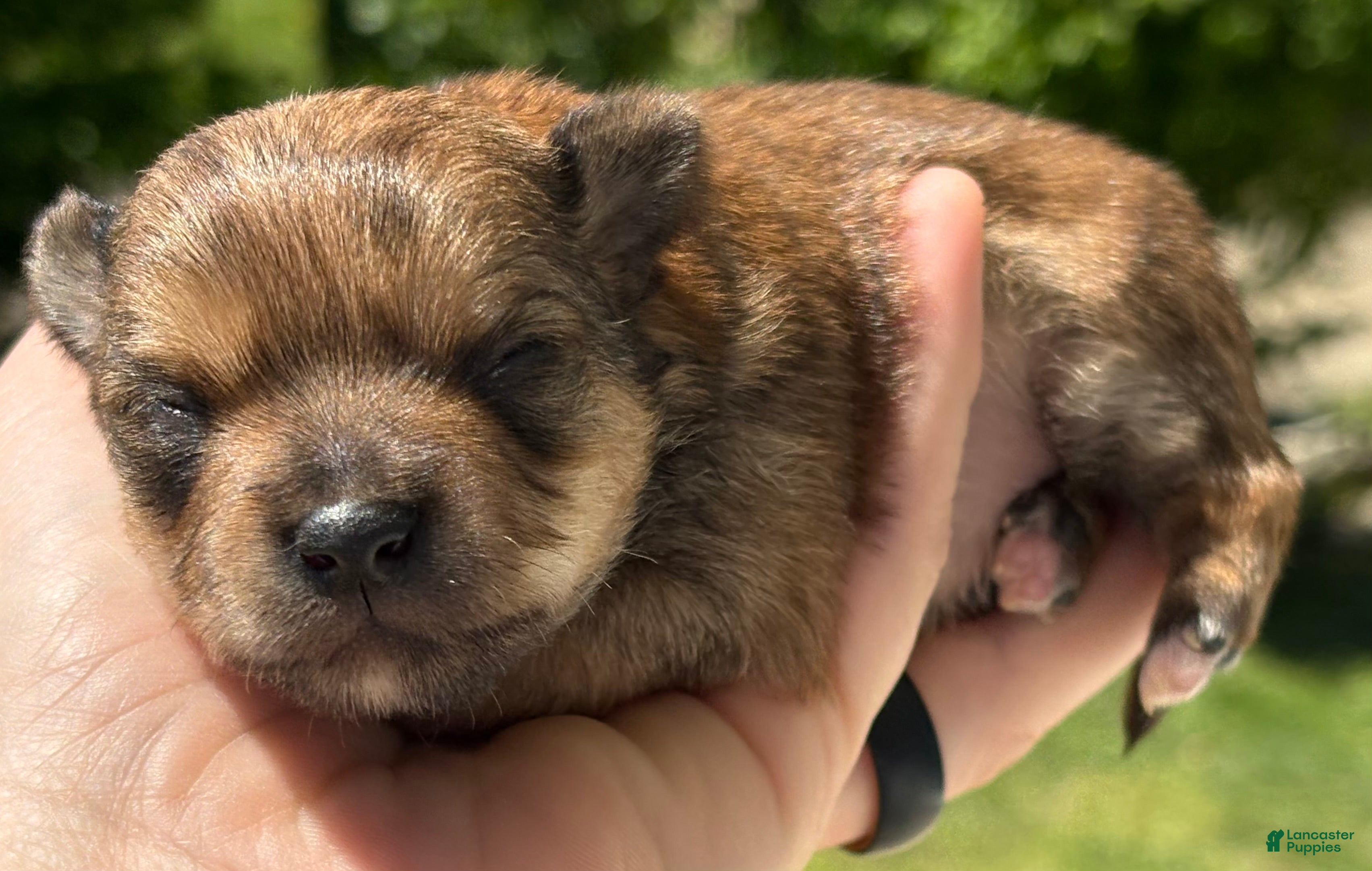 Chorkie dogs Cosmo - Ad 29