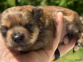 Chorkie dogs Cosmo - Ad 2