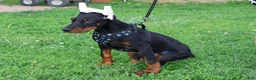 Doberman Pinscher dogs for sale: Doberman Pinscher 4 - Ad 9