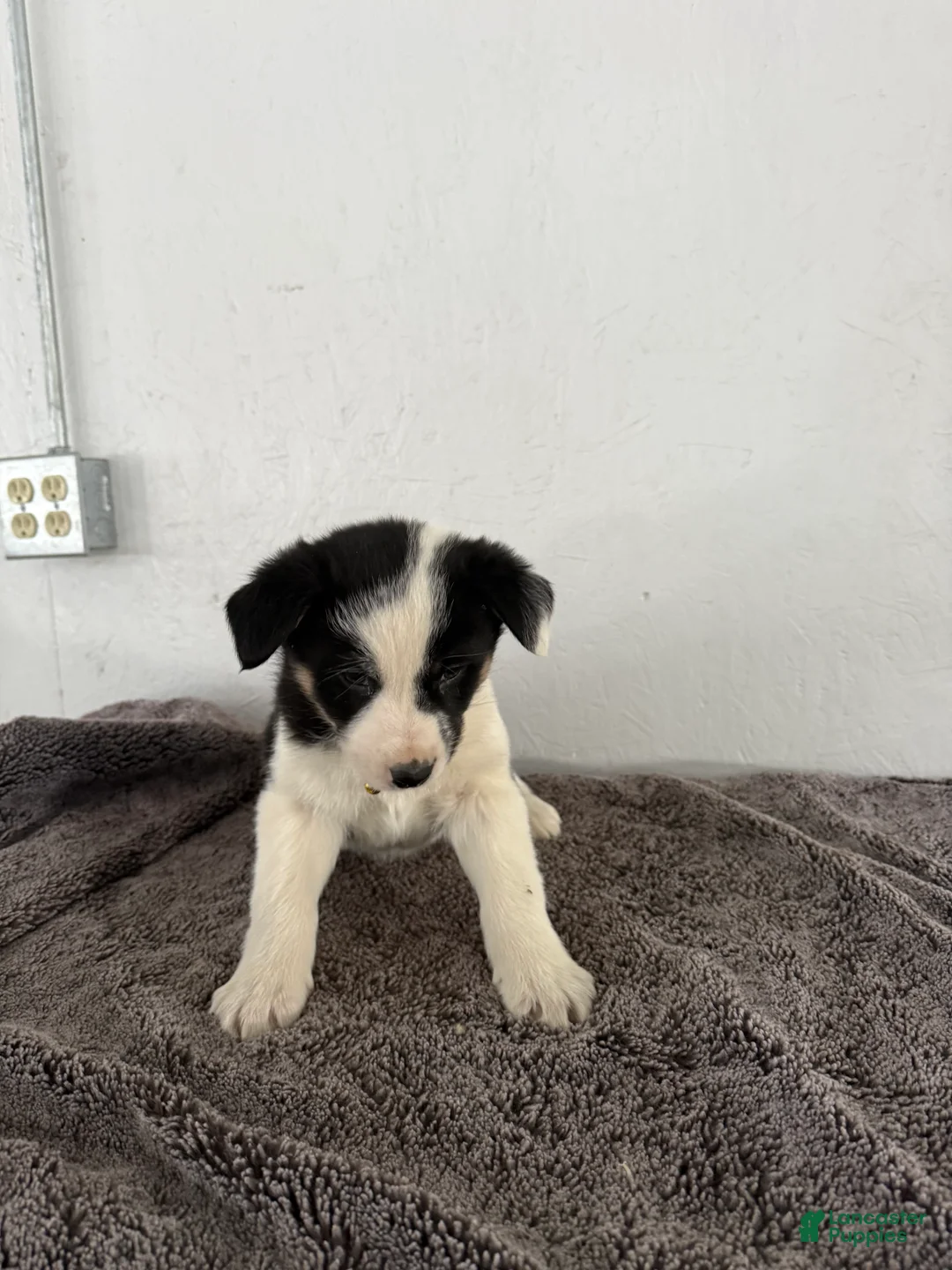 Mixed Breed dogs for sale: Panda - Ad 9