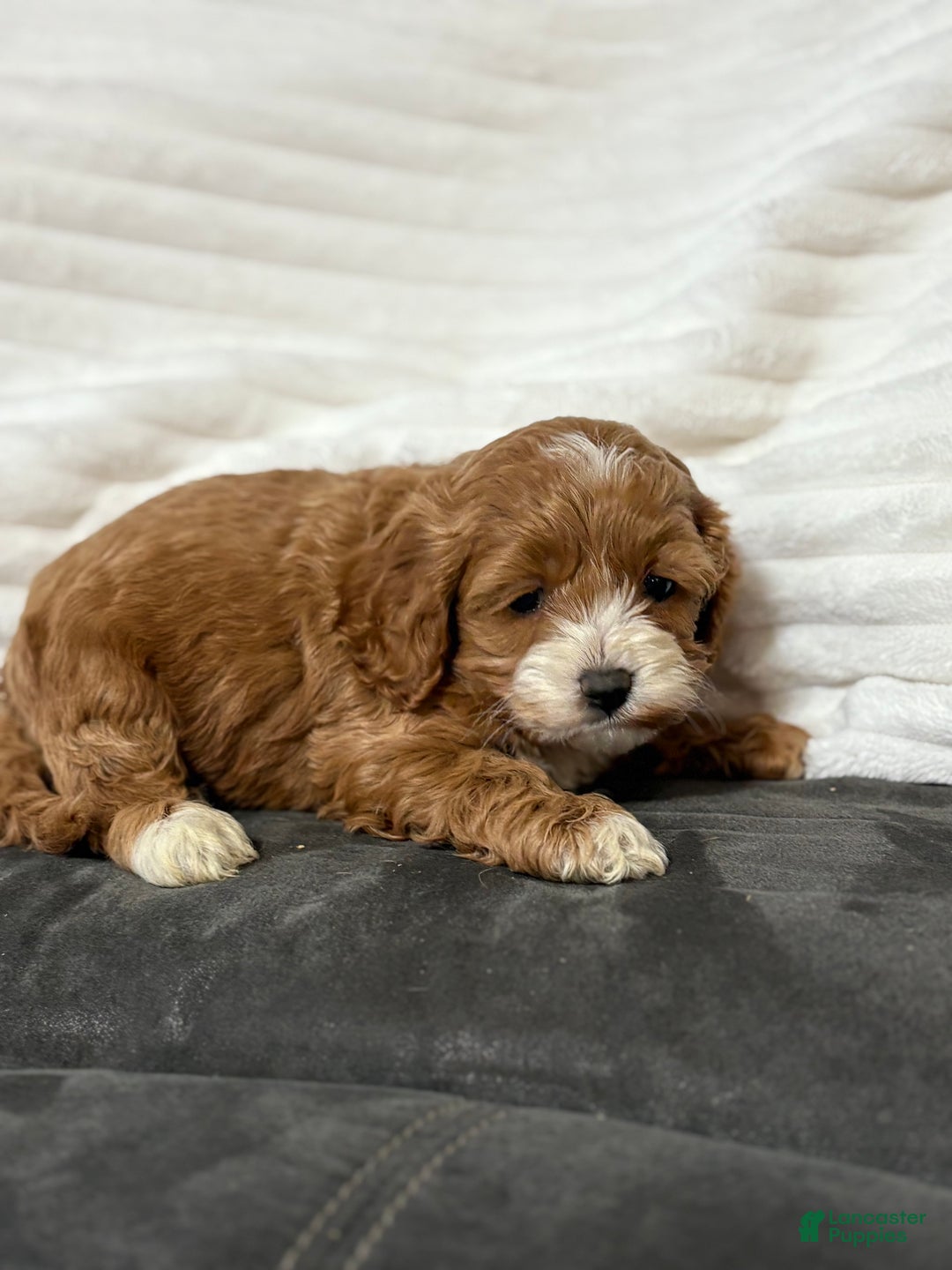 Cockapoo dogs for sale: Harper - Ad 2