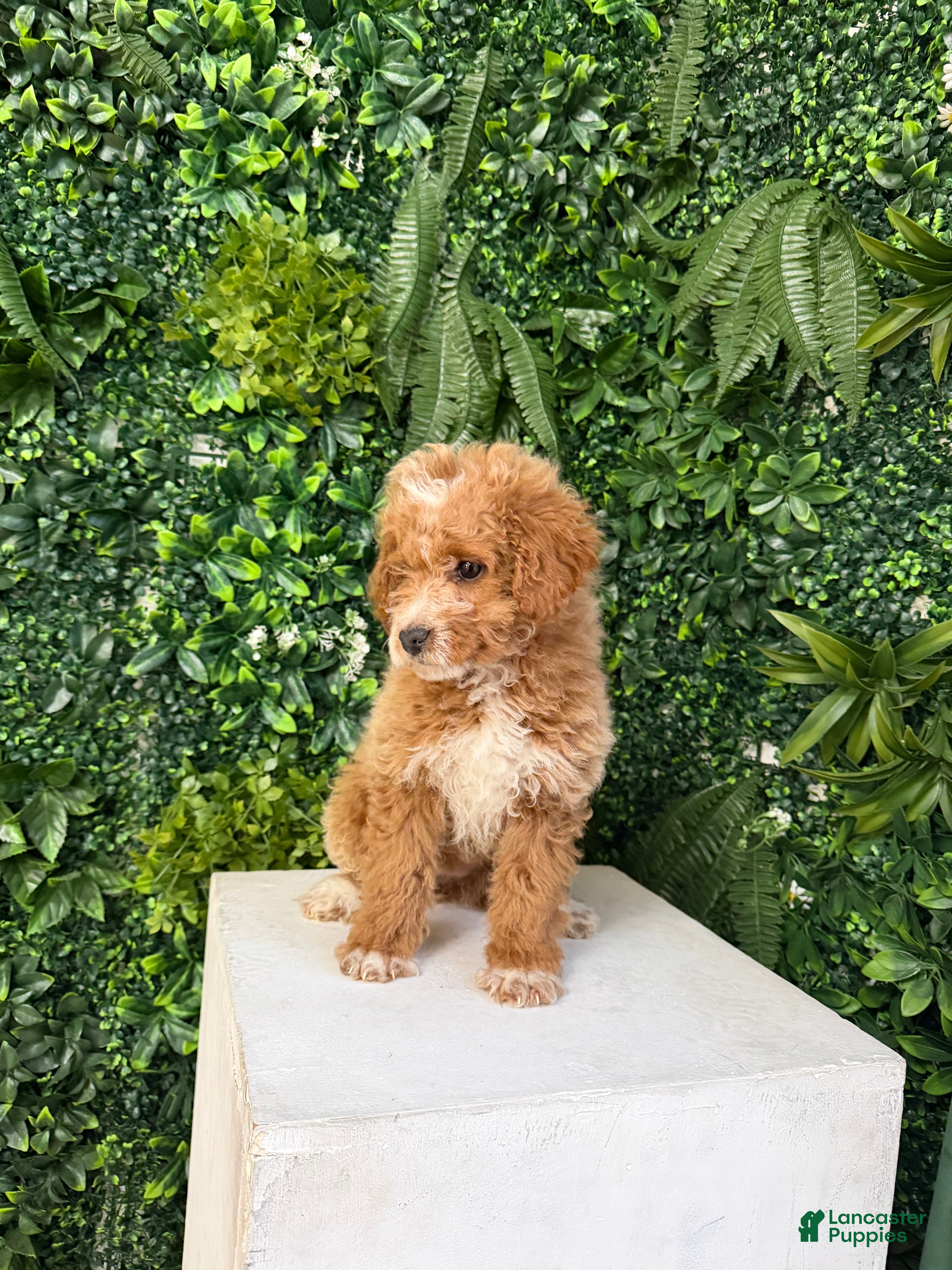 Mini Goldendoodle dogs Polly - Ad 3