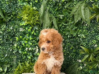 Mini Goldendoodle dogs Polly - Ad 1