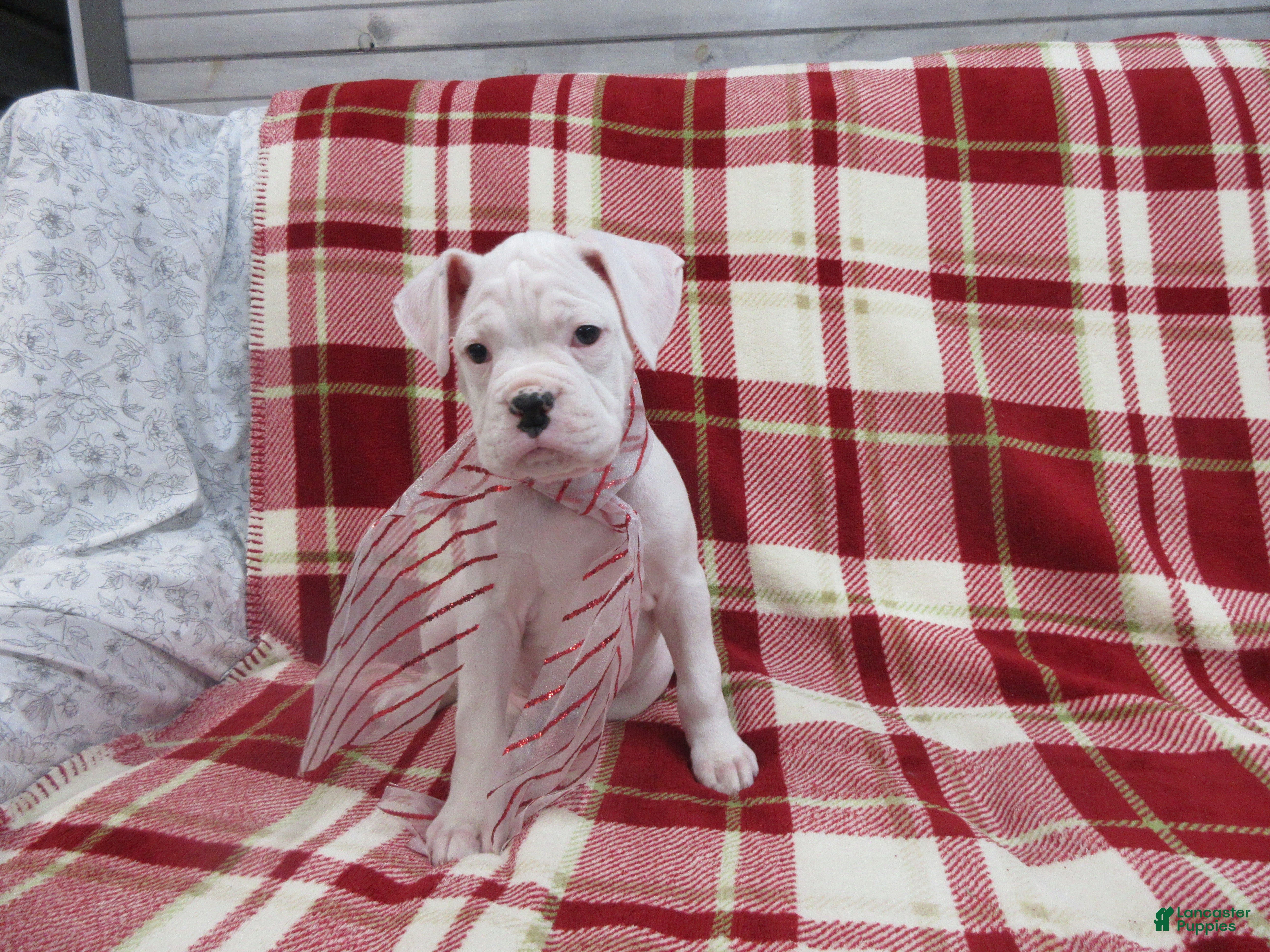 Boxer dogs Zion - Ad 28