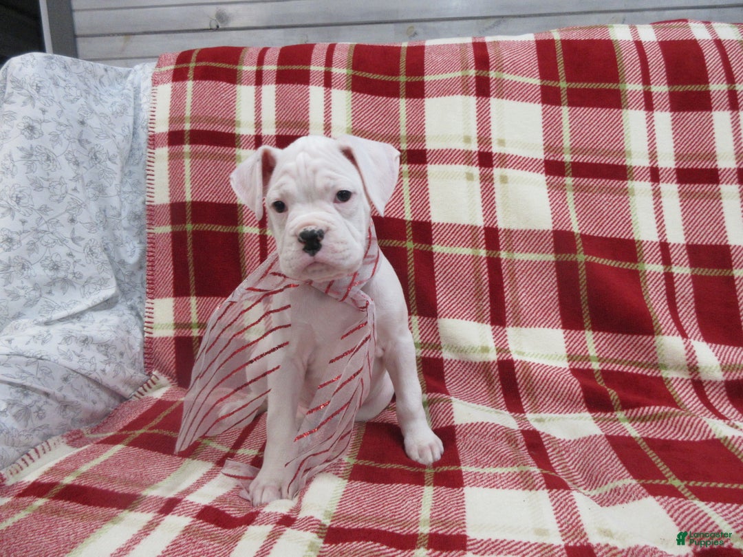 Boxer dogs for sale: Zion - Ad 1