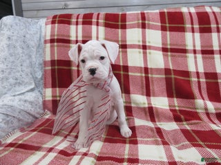 Boxer dogs Zion - Ad 8