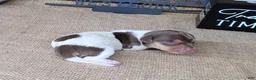 Miniature Dachshund dogs for sale: Chloe AKC *Delivery available* - Ad 4