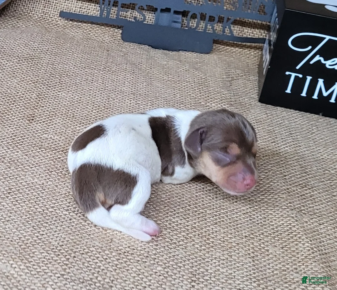 Miniature Dachshund dogs for sale: Chloe AKC *Delivery available* - Ad 4